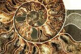 Cut & Polished, Agatized Ammonite Fossil - Madagascar #207434-3